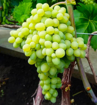 Vini� stolov� bezsemenn� �CIMUS� 20-30 cm, kont. 3 l