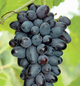 Vini� stolov� bezsemenn� �JOY SEEDLESS� 20-30 cm, kont. 3 l