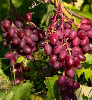 Vini� stolov� �POLONEZ 50� 20-30 cm, kont. 3 l