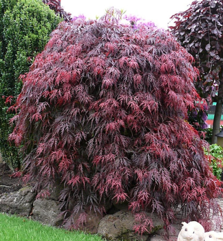 Javor dla�ovitolist� �ROYAL GARNET� 50-60 cm, kont. 3 l