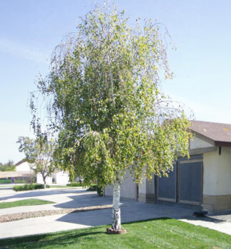 Breza previsnut� 160-170 cm, kont. 2 l