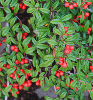 Skaln�k v�bolist� �REPENS� 20-30 cm, kont. 1 l