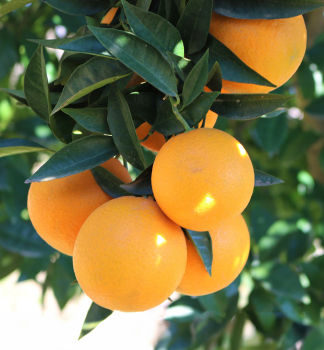 Pomaranèovník ´PARSON BROWN´ 30-40 cm, kont. 2 l