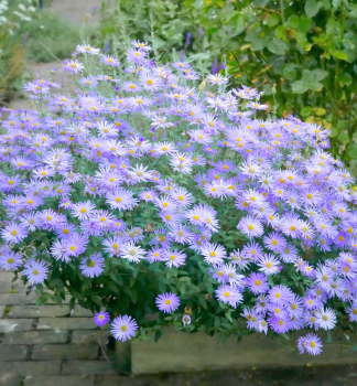 Astra Frikartova MNCH kont. 0,5 l