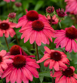 Echinacea hybridn� �SUN MAGIC� VINTAGE RED� kont. 0,5 l