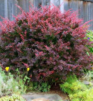 Dr Thunbergov CARMEN 40-50 cm, kont. 2 l