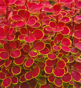 Dr�� Thunbergov �ORANGE SUNRISE��, kont. 1,4 l