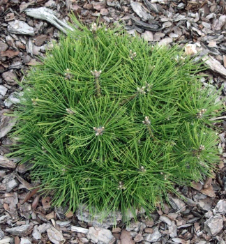 Borovica hustokvetá ´JANE KLUIS´ 30-40 cm, kont. 7,5 l  