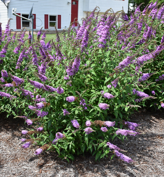 Budleja Dvidova PEACOCK 40-50 cm, kont. 2,5 l