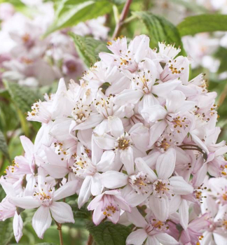 Trojpuk hybridn MONT ROSE 70-80 cm, kont. 2,5 l