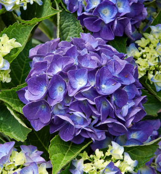 Hortenzia kalinolist JIP BLUE 10-15 cm, kont. 4 l