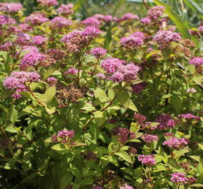 Obr�zok (2)