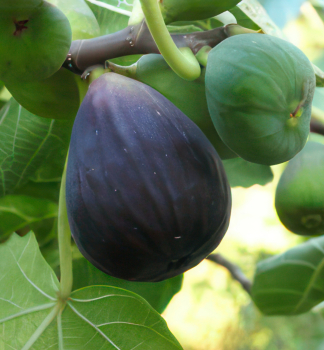 Figovnk BLACK MISSION 80-100 cm, kont. 2 l