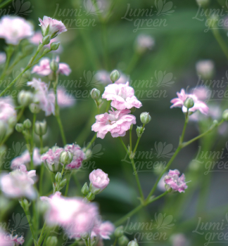 Obr�zok (5)