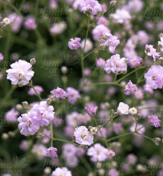 Obr�zok (10)