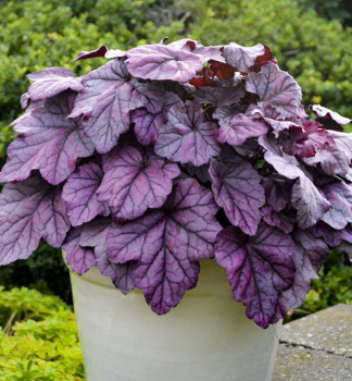 Heuchera hybridn PINK PANTHER kont. 0,5 l