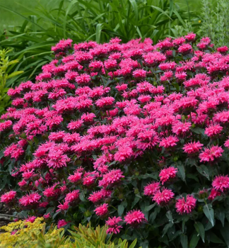 Monarda podvojn� �SUGAR BUZZ BUBBLEGUM BLAST� kont. 0,5 l