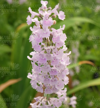 Obr�zok (9)