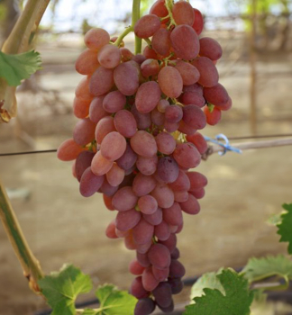 Vini� stolov� bezsemenn� rezistentn� �D�IN�, zemn� bal