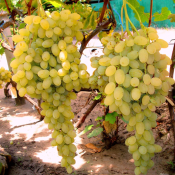 Vini stolov bezsemenn LORUS, zemn bal