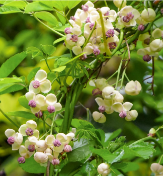 Ak�bia p�po�etn� (�okol�dov� vini�) �CREAM FORM� 40-50 cm, kont. 2 l