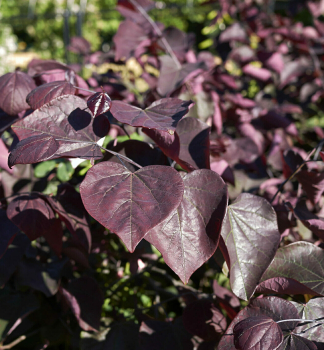 Jud�ovec kanadsk� �MERLOT� 30-40 cm, kont. 5 l