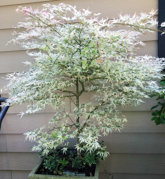 Javor dla�ovitolist� �UKIGUMO� 100-120 cm, kont. 7,5 l