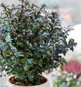 Cezm�na modr� �GENTLE� 30-40 cm, kont. 3 l