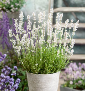 Levandu�a �zkolist� �HIDCOTE WHITE� kont. 1,5 l