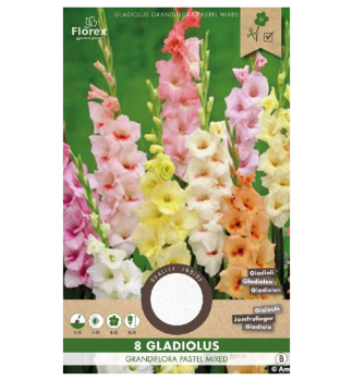 Cibule - Me��k (Gladiolus) PASTEL MIX, 8 ks v balen�