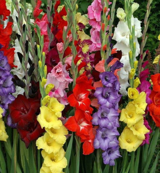Cibule - Me��k (Gladiolus) GRANDIFLORA MIX, 8 ks v balen�