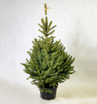 Vianočný modrozelený smrek 130-150 cm, kont. 12 l