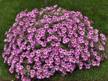 Pet�nia previsnut� �SUPERTUNIA� VISTA RASPBERRY STAR�, kont. 0,5 l