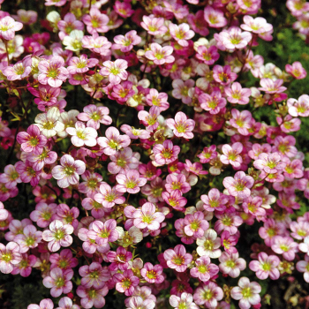 Lomikame� Arendsov �FLOWER CARPET�, kont. 1 l