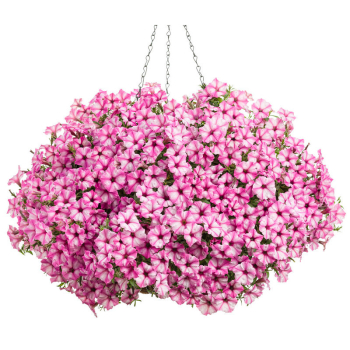 Pet�nia previsnut� �SUPERTUNIA� MINI VISTA PINK STAR�, kont. 0,5 l