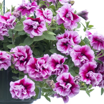 Pet�nia previsnut� �TUMBELINA� FRANCESCA�, kont. 0,5 l