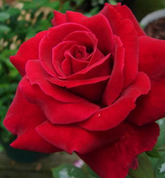 Ruža veľkokvetá kríková ´AIDA´ *** 15-20 cm, zemný bal