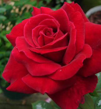 Ruža veľkokvetá kríková ´AIDA´ ***, zemný bal