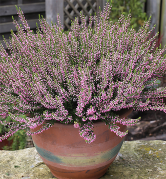 Vres obyajn PINK ANGIE kont. 0,5 l