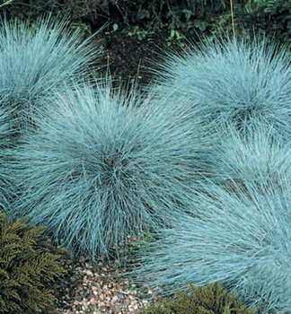 Kostrava siv� �BLAUGLUT� kont. 0,5 l