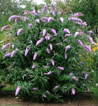 Budleja D�vidova �ILLE DE FRANCE� 20-30 cm, kont. 2,5 l