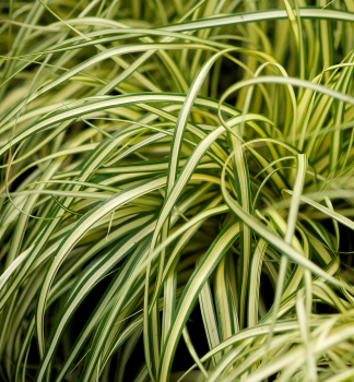 Ostrica o�imensk� �EVERGOLD� 20-30, kont. 2 l