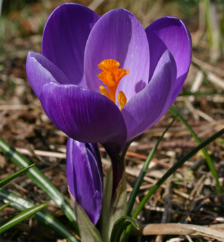 Krokus ve�kokvet� �FLOWER RECORD�, kont. 0,3 l