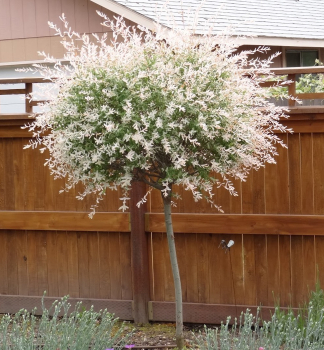 V�ba japonsk� �HAKURO NISHIKI� na kmienku 180 cm, kont. 7,5 l
