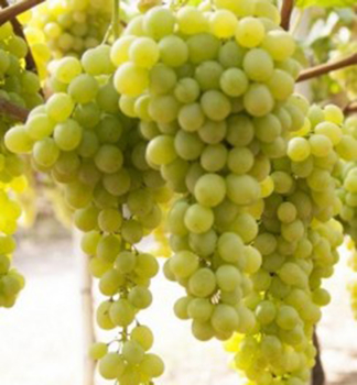 Vini� mu�tov� �IR�AI OLIVER�, zemn� bal