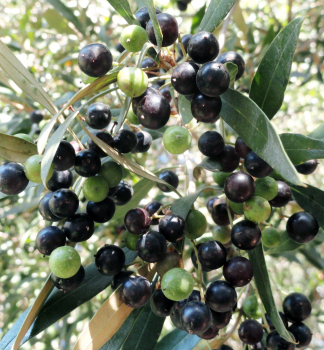 Olivovník európsky ´KORONEIKI´ na kmienku 60 cm, kont. 6 l