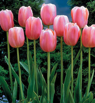 Tulipán ´MENTON´ 5 ks v balení