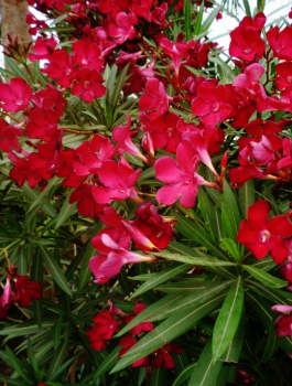 Oleander červený ´JANNOCH´ 30-40 cm, kont. 1 l