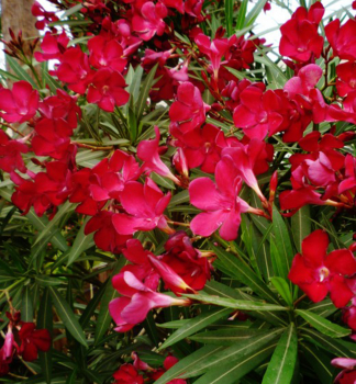 Oleander červený ´JANNOCH´ 30-40 cm, kont. 2 l