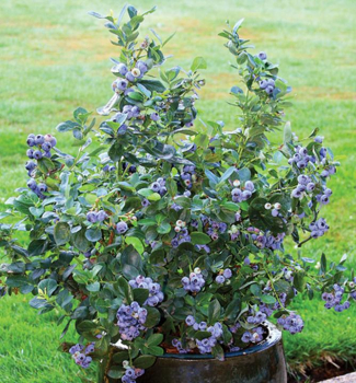 uoriedka kanadsk POPPINS 20-30 cm, kont. 2 l